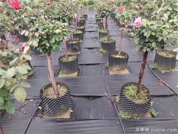 育苗容器影響植物生長嗎？樹狀月季是否適合容器苗？