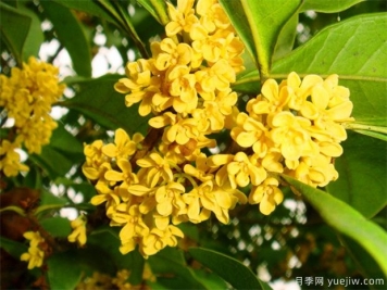 觀花樹種在園林景觀中的應(yīng)用