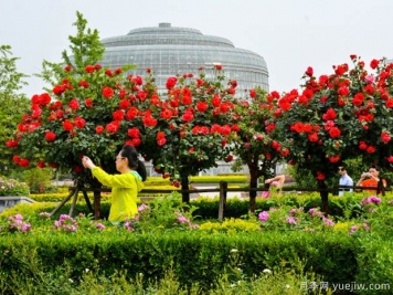 建設(shè)月季花城，讓鄭州月季從盆景走向風景