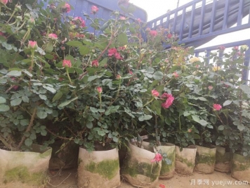 冬天養(yǎng)盆栽月季容易黃葉萎蔫的原因