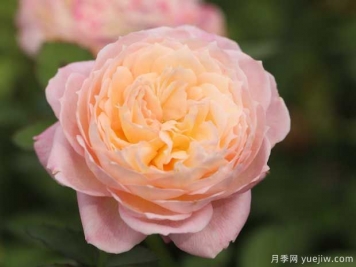 有晴月季的優(yōu)缺點(diǎn)是什么？