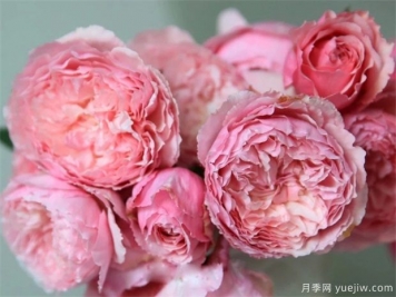 美咲(xiao)月季如何養(yǎng)植？