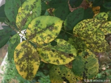 月季出現(xiàn)大量黃葉變光桿，是什么原因
