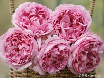 伊芙光月季的優(yōu)缺點是什么？
