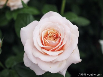 尚多斯美人月季的優(yōu)缺點(diǎn)測(cè)評(píng)