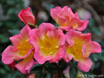 星星升起月季的優(yōu)缺點(diǎn)是什么？
