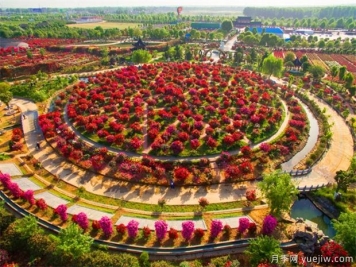 南陽月季花開全球，南陽月季基地擬建特色小鎮(zhèn)