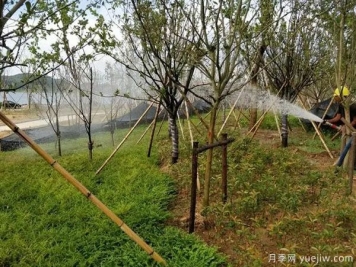 園林綠化早春返青水要注意，時(shí)間和澆水量很重要
