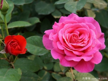 月季盆花要枝葉茂盛，合理施肥很重要