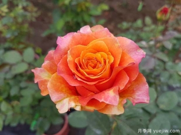 自由精靈月季/火靈鳥(niǎo)月季/自由主義月季