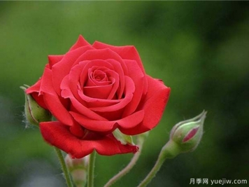中國紅月季雅蘇娜的優(yōu)缺點是什么？