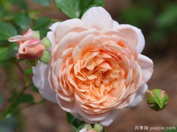 伊麗莎白斯圖亞特月季的優(yōu)缺點(diǎn)是什么？