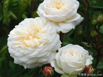 佛界月季的優(yōu)缺點(diǎn)是什么？