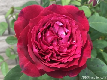 詹尼斯月季的優(yōu)缺點是什么？