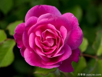 容易滿(mǎn)足月季EasyToPlease