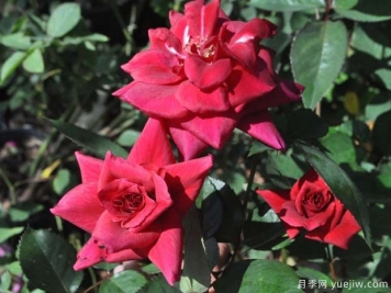 紅絲綢月季的優(yōu)缺點(diǎn)是什么？