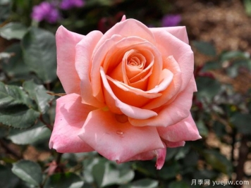 薩曼莎的夢想月季的優(yōu)缺點(diǎn)是什么？