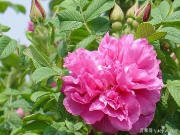 四季玫瑰應(yīng)該如何養(yǎng)護(hù)和病蟲(chóng)防治