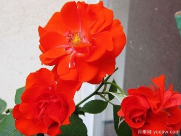 橘紅火焰月季的優(yōu)缺點(diǎn)是什么？