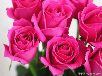 大桃紅鐳射月季的優(yōu)缺點是什么？