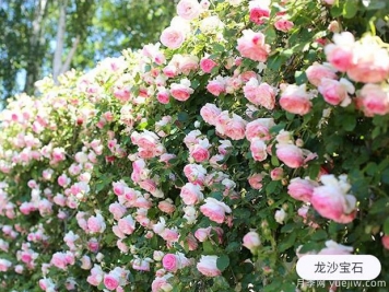 新手養(yǎng)殖月季花，5個基本點要熟知才能養(yǎng)好