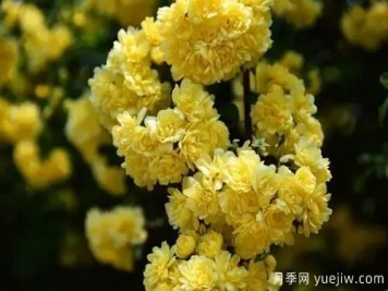 黃木香開花好看又好聞，快速花墻