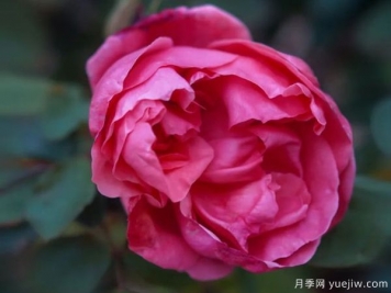 黃岡科技職業(yè)學(xué)院，然有月季，亭亭玉立