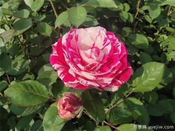 二年生節(jié)日禮花營養(yǎng)杯苗批發(fā)