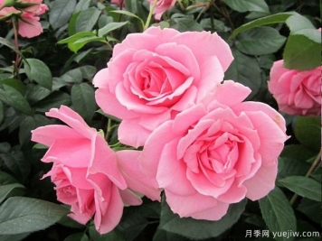 你真美麗月季的優(yōu)缺點(diǎn)是什么？