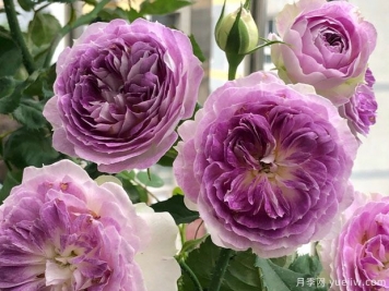 秋季月季想要復(fù)花好，修剪施肥有訣竅