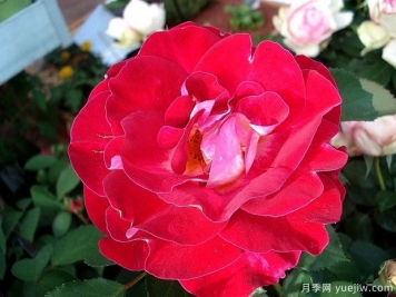 艾琳梅瑞施玫瑰月季的優(yōu)缺點是什么？