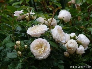 格陵蘭月季/永遠(yuǎn)的格陵蘭月季