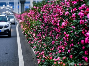 湖北武漢二環(huán)月季開放，48公里全線成景觀花海大道