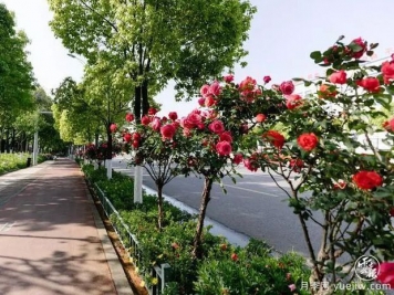云南昆明樹(shù)狀月季爭(zhēng)奇斗艷 扮靚城市街頭