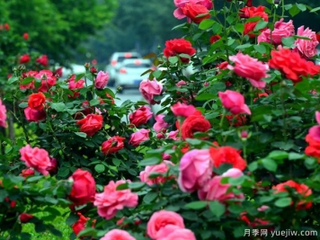 洛陽月季應用和景觀圖集