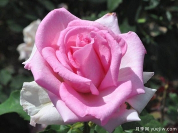 羅馬布萊爾月季