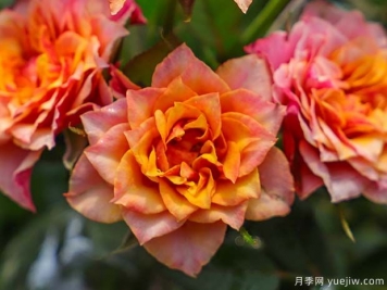 比基尼月季的優(yōu)缺點(diǎn)是什么？