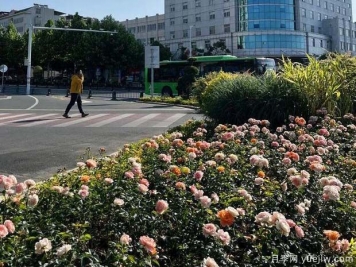 信陽平橋區(qū)6月滿目繁花，開啟月季美麗夏日