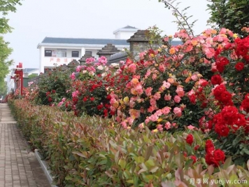 信陽平橋區(qū)：美麗鄉(xiāng)村月季開，幸福生活美景來