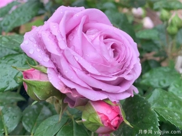 水星王陽(yáng)臺(tái)月季