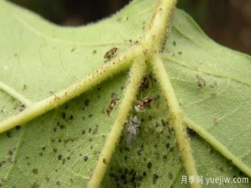 六月份園林常見蟲害病害的識別與防治