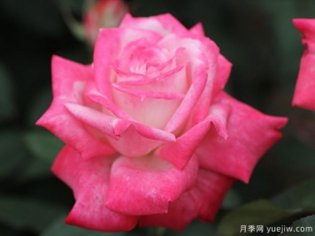 阿爾推斯75月季的優(yōu)缺點是什么？