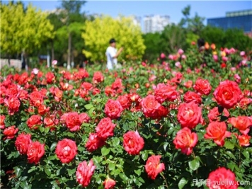 月季花黑斑病如何防治呢？