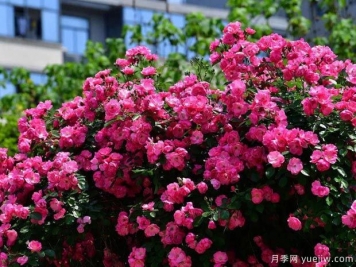 武漢新增多條絕美月季花道，江城處處花海景觀