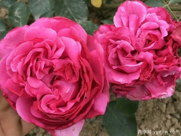 伊芙里奧月季的優(yōu)缺點是什么？