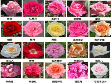 北京園科院自育月季萬(wàn)里挑一，提升北京城的氣質(zhì)與顏值