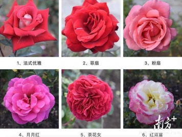 東莞植物園83個(gè)月季花品種盛放，教你如何種月季