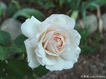 驚喜月季/振奮月季(淺粉)