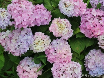 不同品種的繡球開花后如何修剪？