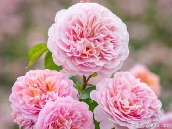 優(yōu)絲塔夏福愛月季/尤泰莎菲月季/游苔莎斐伊